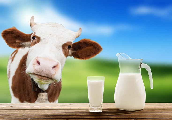 Детальное фото статьи Наиболее занимательные сведения о молоке