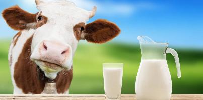 Фото анонса статьи Наиболее занимательные сведения о молоке